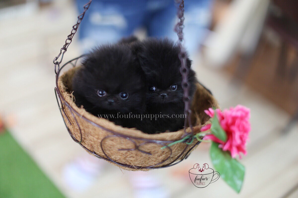 Dolce & Gabbana-Pomeranian