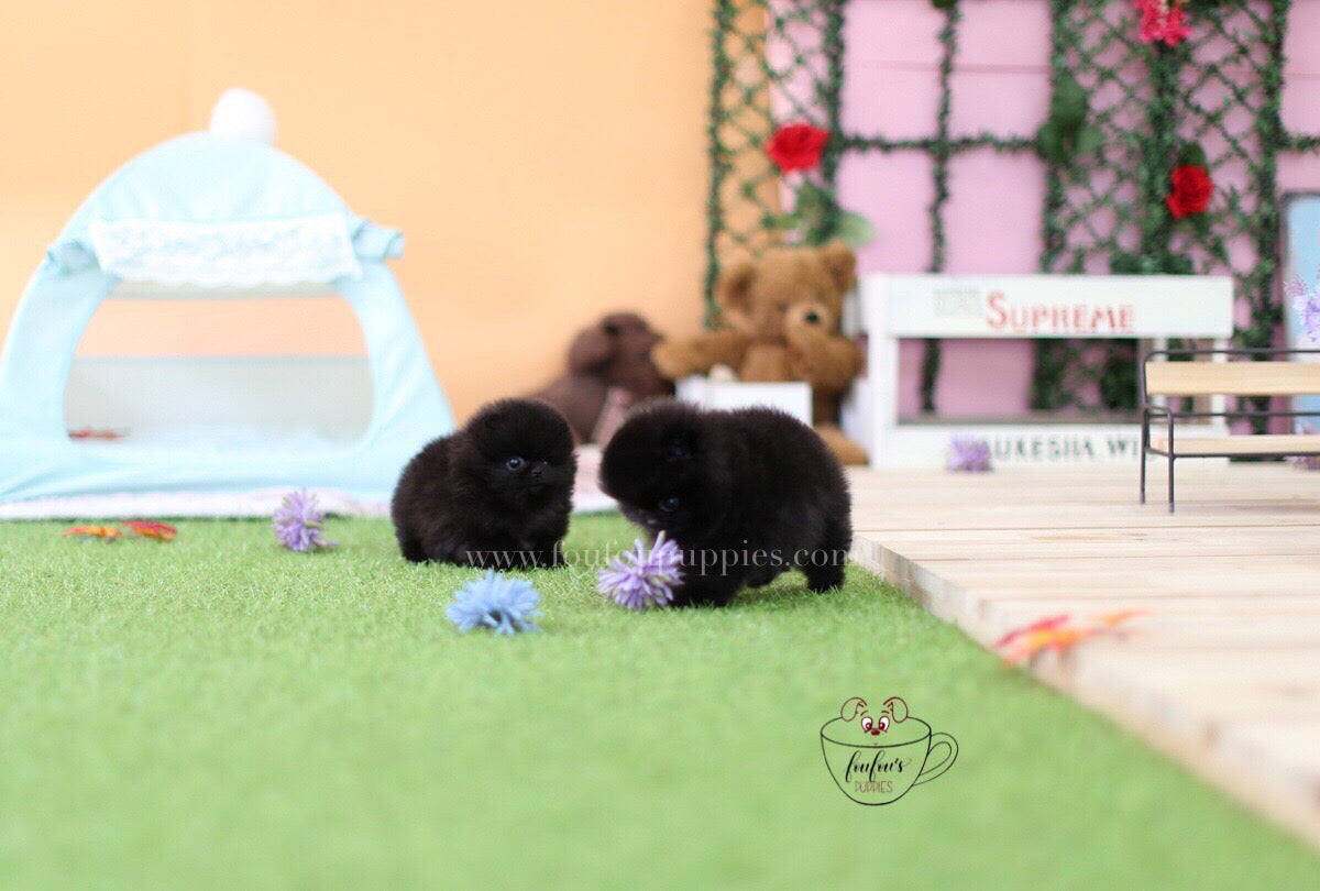Dolce & Gabbana-Pomeranian