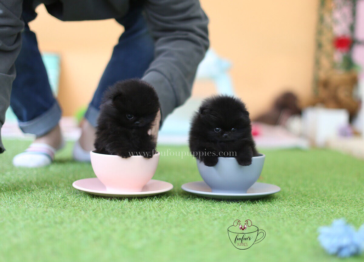 Dolce & Gabbana-Pomeranian