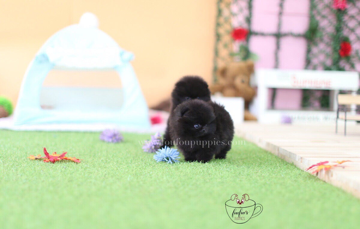 Dolce & Gabbana-Pomeranian