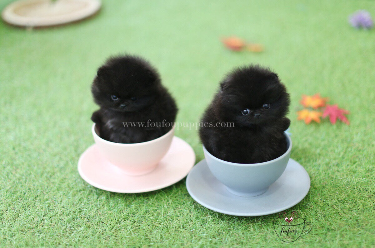 Dolce & Gabbana-Pomeranian