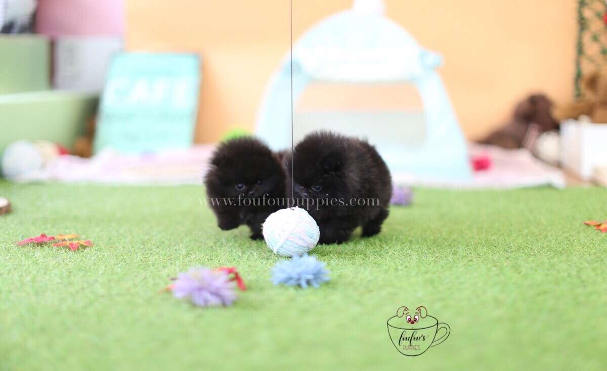 Dolce & Gabbana-Pomeranian