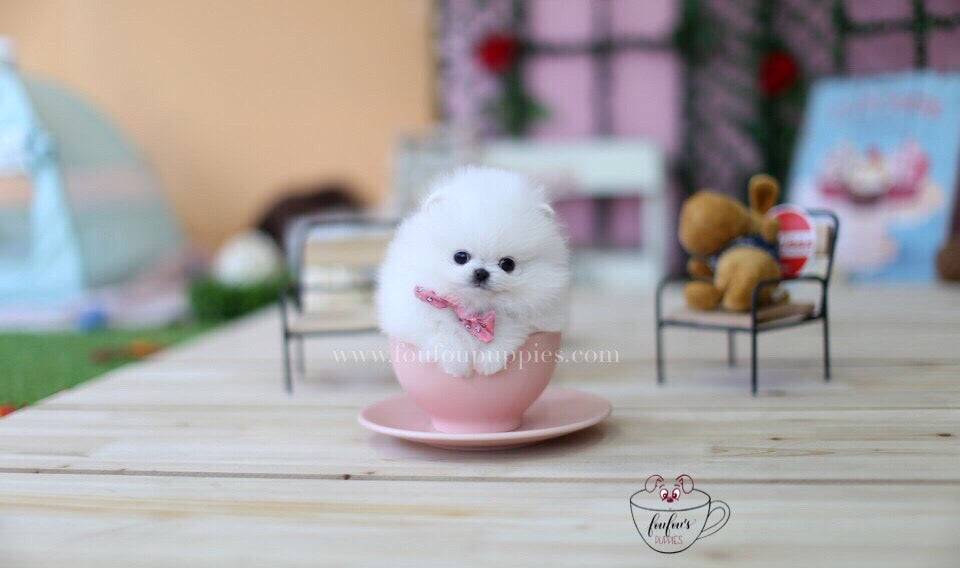 Cuddles-Pomeranian M.