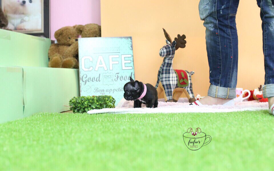 Duke-French Bulldog M.