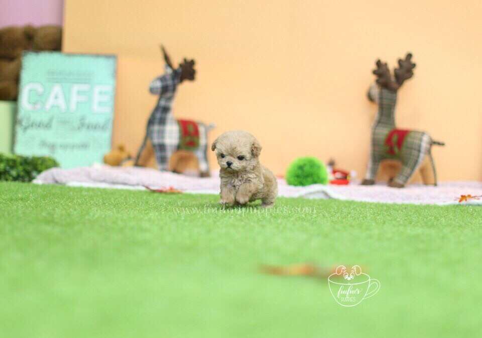 Charlie-Poodle M.