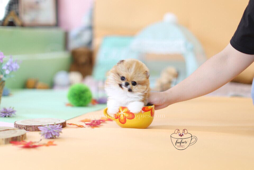 Juju-Pomeranian M.