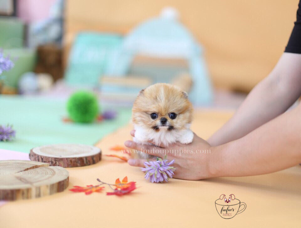 Juju-Pomeranian M.