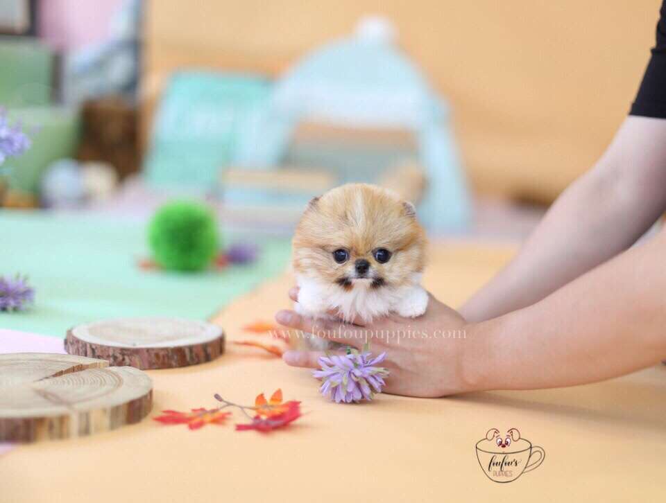 Juju-Pomeranian M.