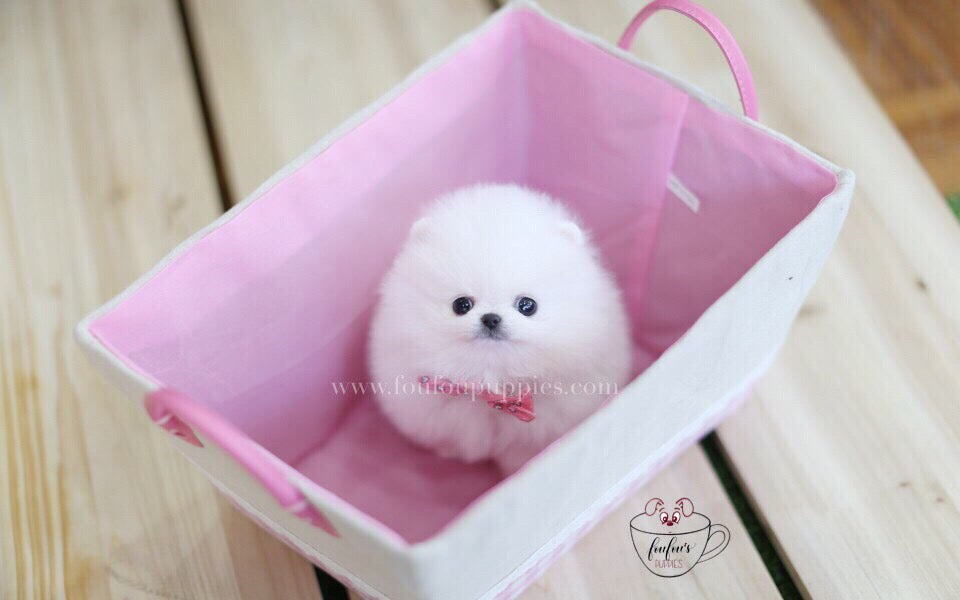 Cuddles-Pomeranian M.