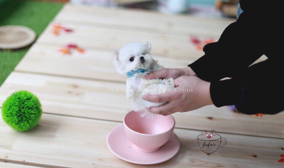Mrs. Milli-Maltese F.