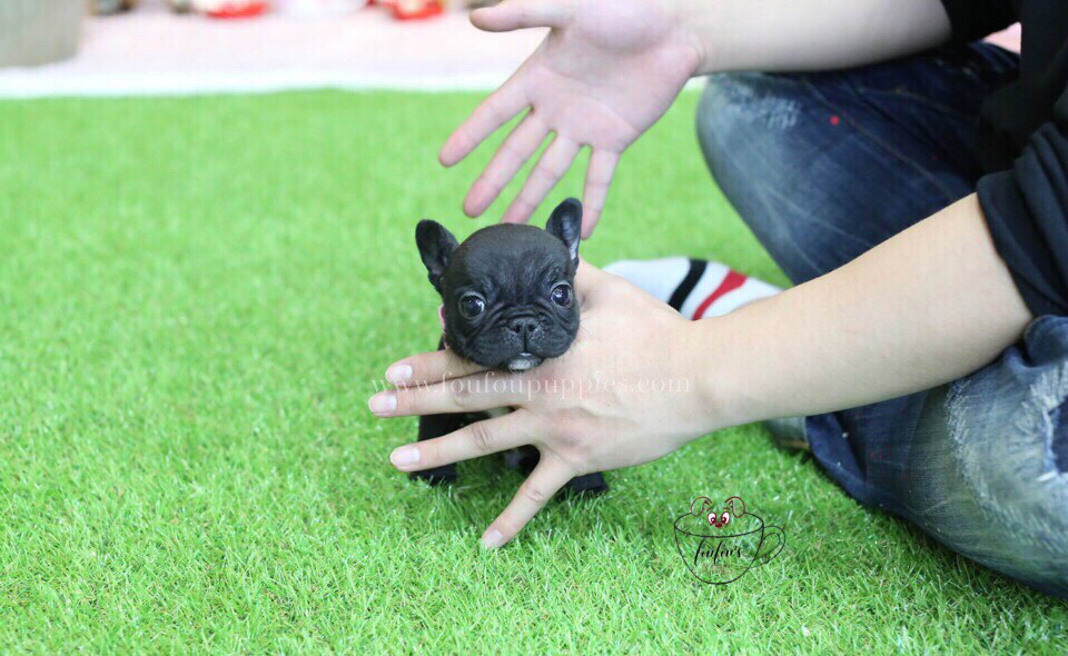 Duke-French Bulldog M.