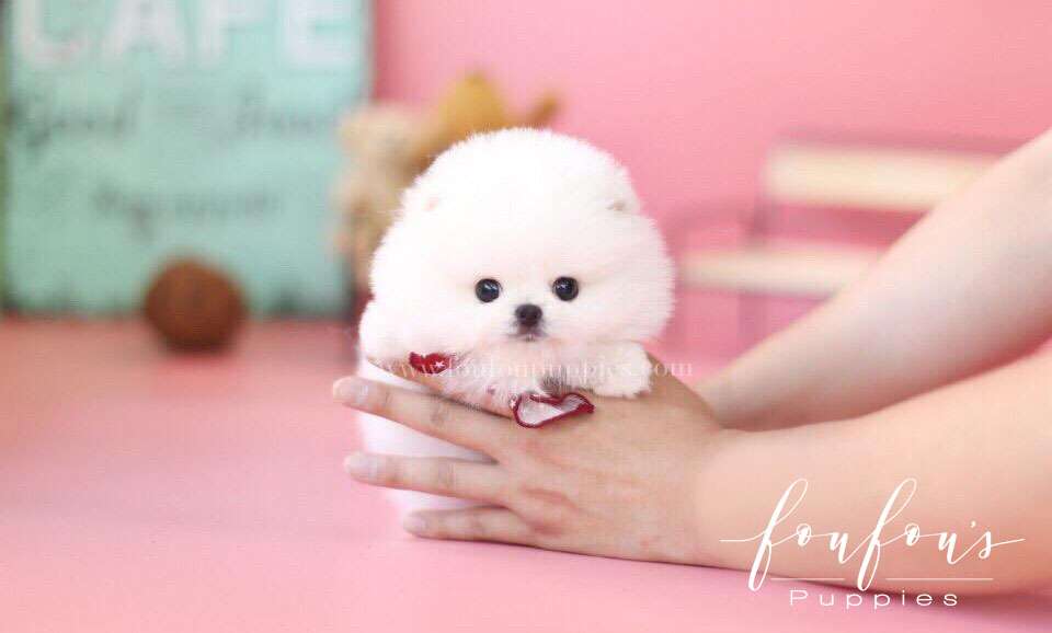 Ellis-Pomeranian M.