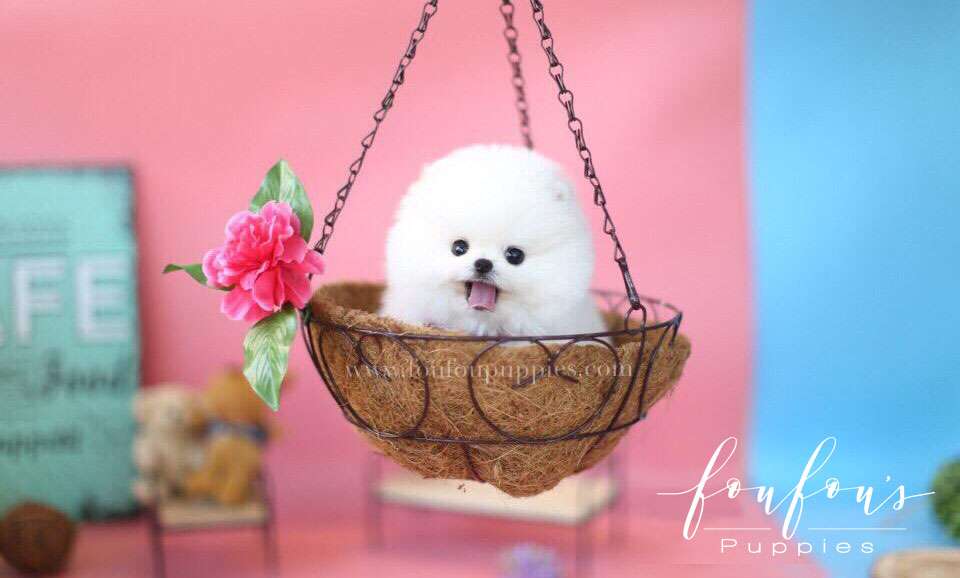 Ellis-Pomeranian M.