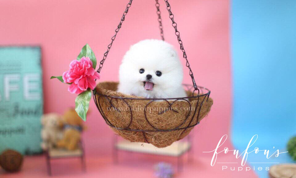 Franklin-Pomeranian M. (1710753874033)