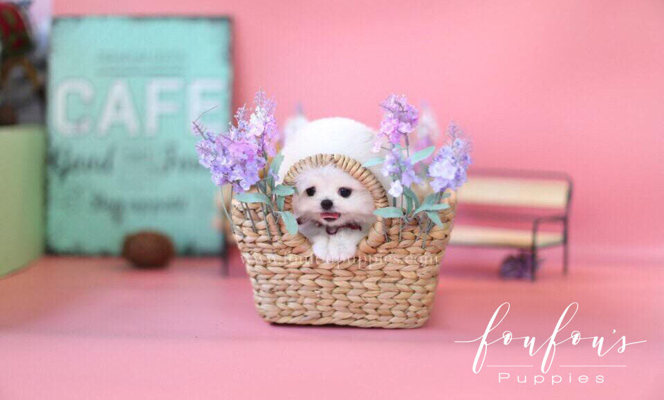 Franklin-Pomeranian M. (1710753874033)