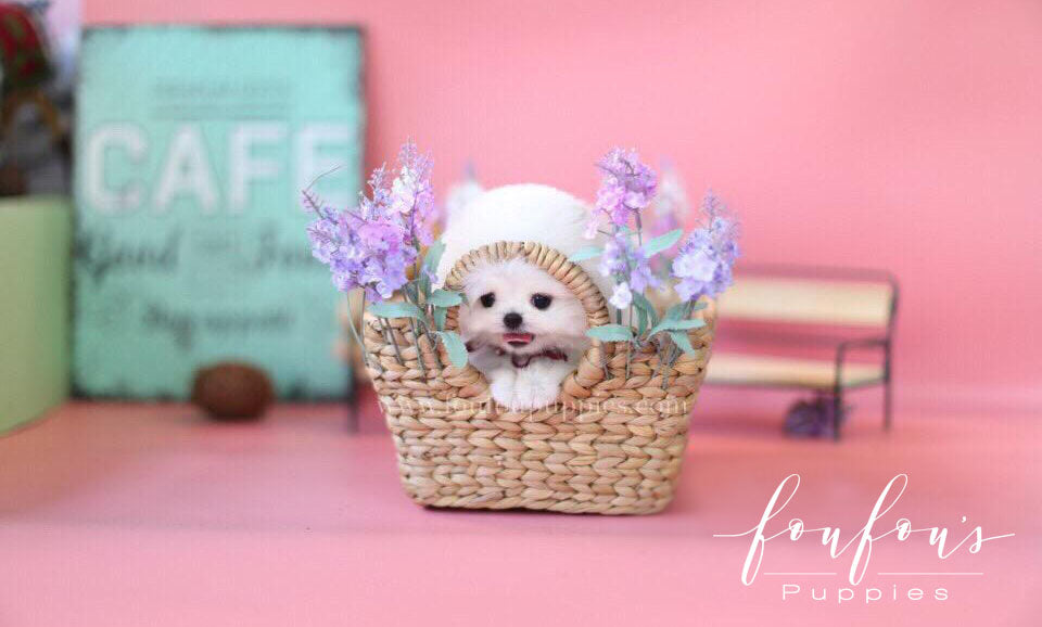 Franklin-Pomeranian M. (1710753874033)