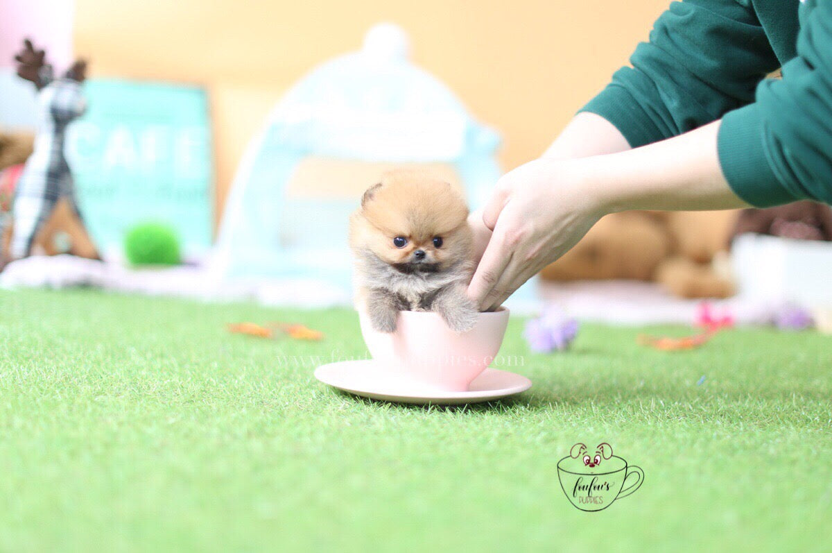 Boo-Pomeranian M.