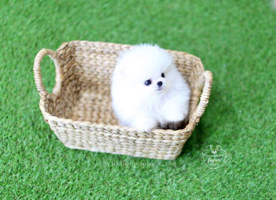 Leo-Pomeranian M. (1710821638257)