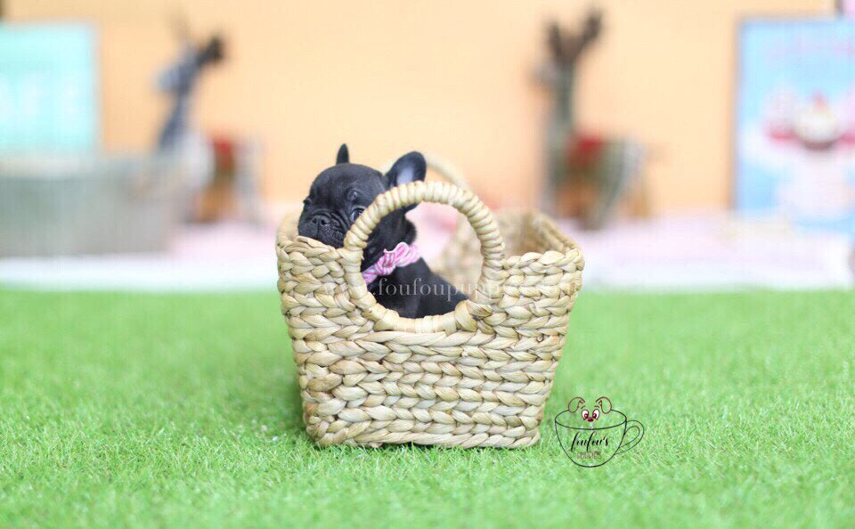 Duke-French Bulldog M.