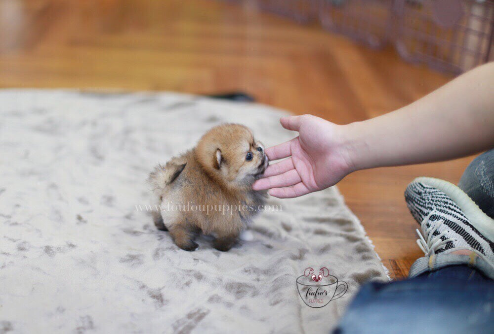 Henesscy-Pomeranian F.