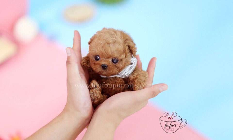 Barney-Poodle M.
