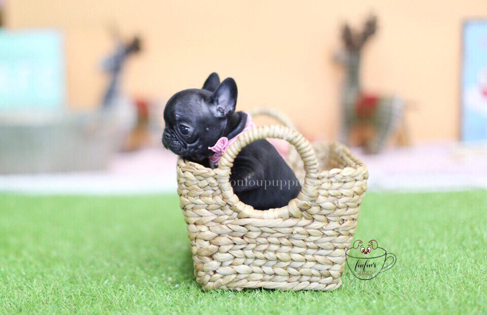 Duke-French Bulldog M.