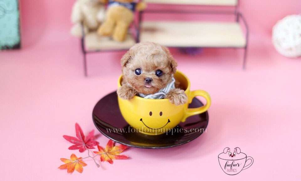 Barney-Poodle M.