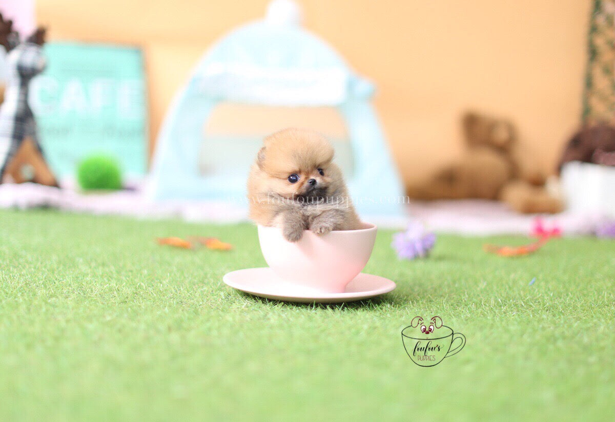 Boo-Pomeranian M.