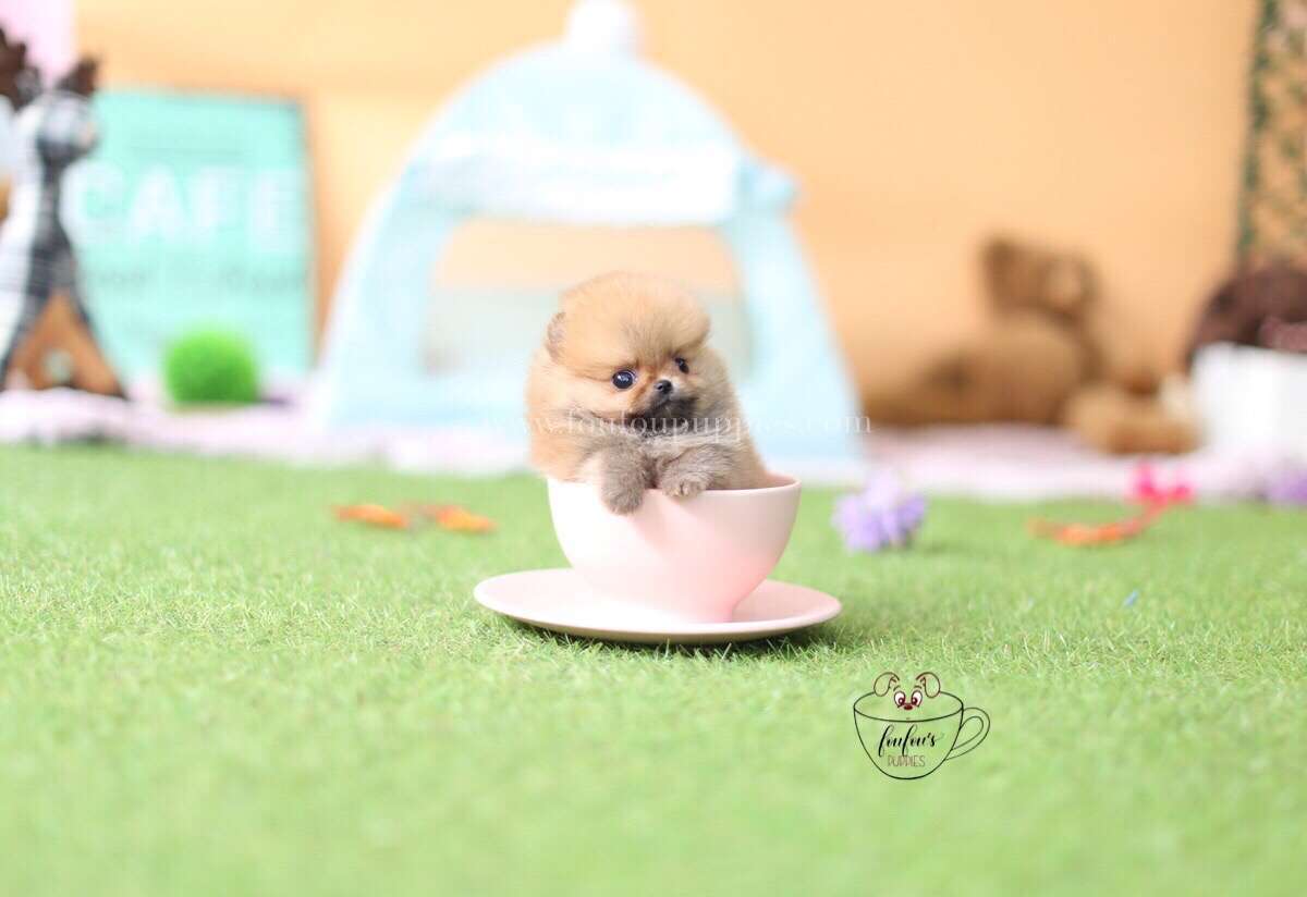 Boo-Pomeranian M.