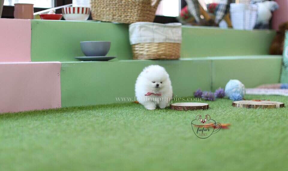 Cuddles-Pomeranian M.
