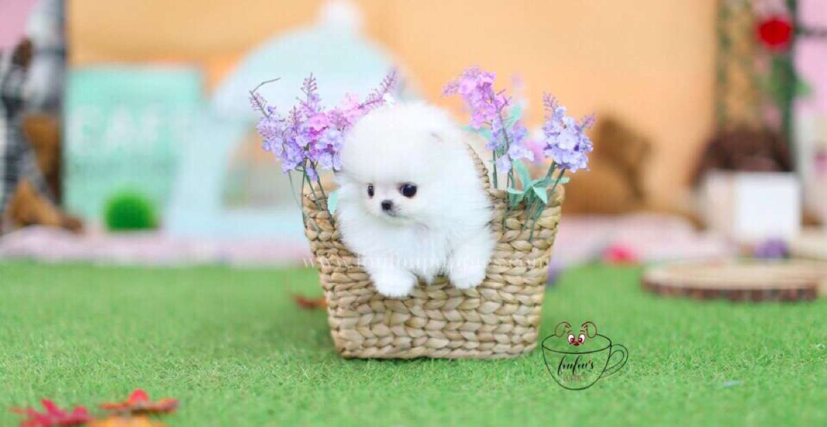Keanu-Pomeranian M.