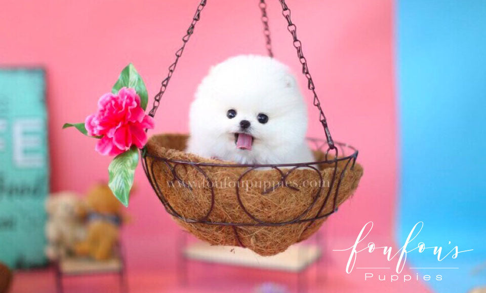 Franklin-Pomeranian M. (1710753874033)