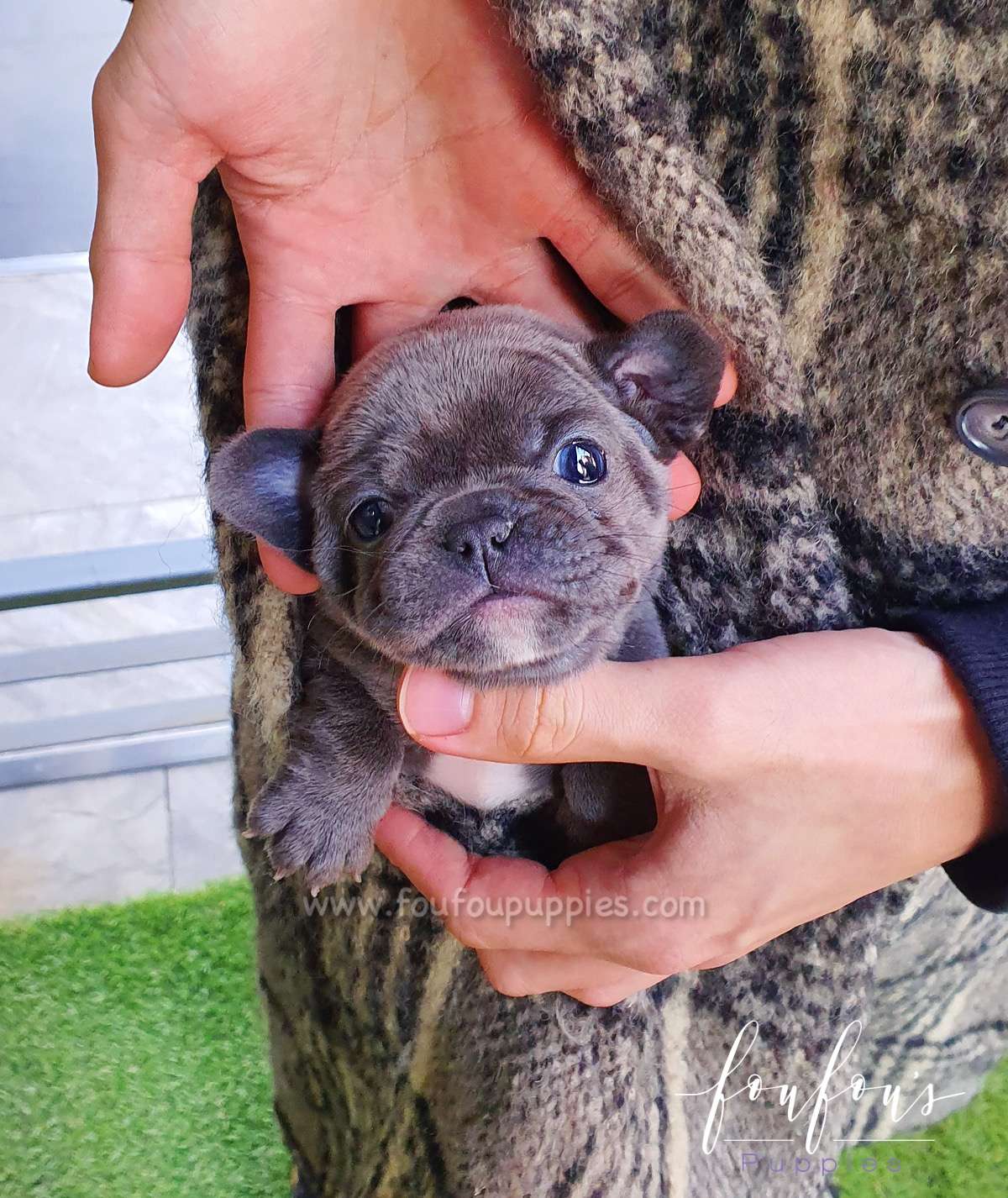 Teacup French Bulldog