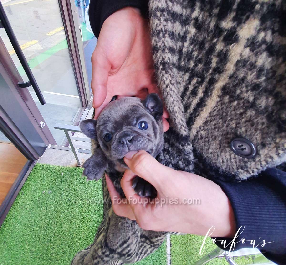 Healthy Teacup Frenchie Puppy