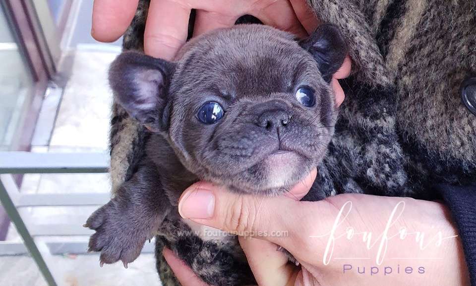 Bulldog - Frencie