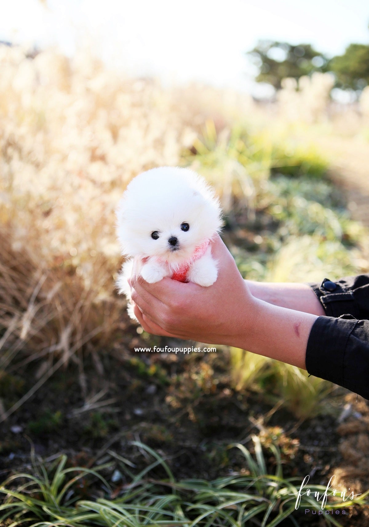 Gigi - Pomeranian F.