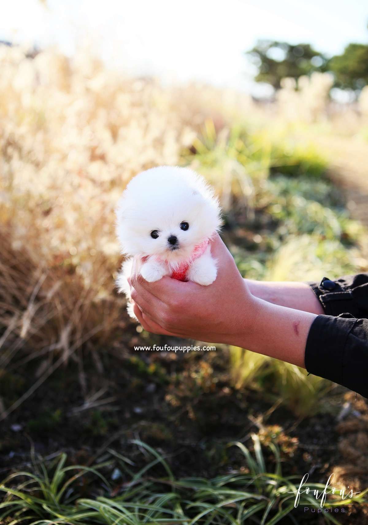 Gigi - Pomeranian F.
