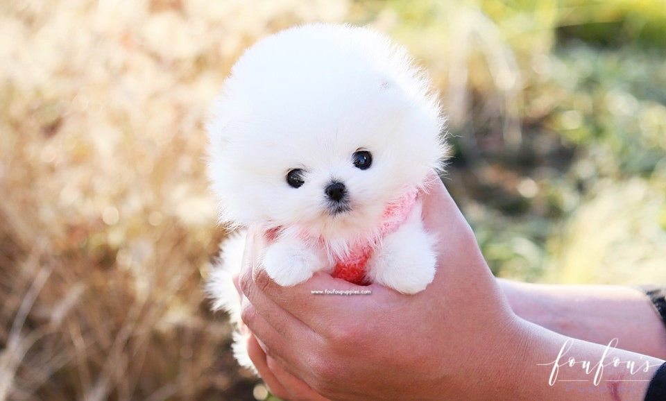 Gigi - Pomeranian F.