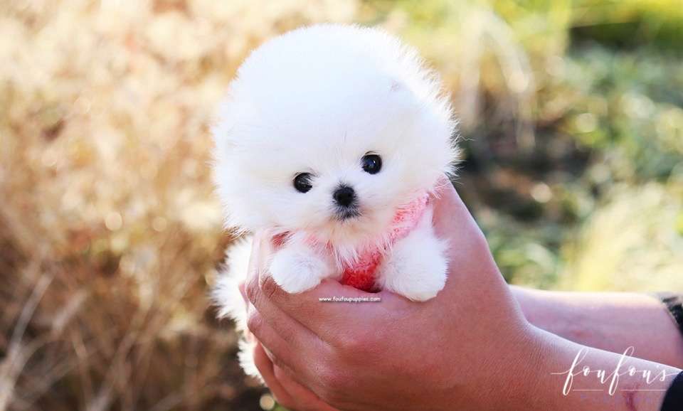 Gigi - Pomeranian F.