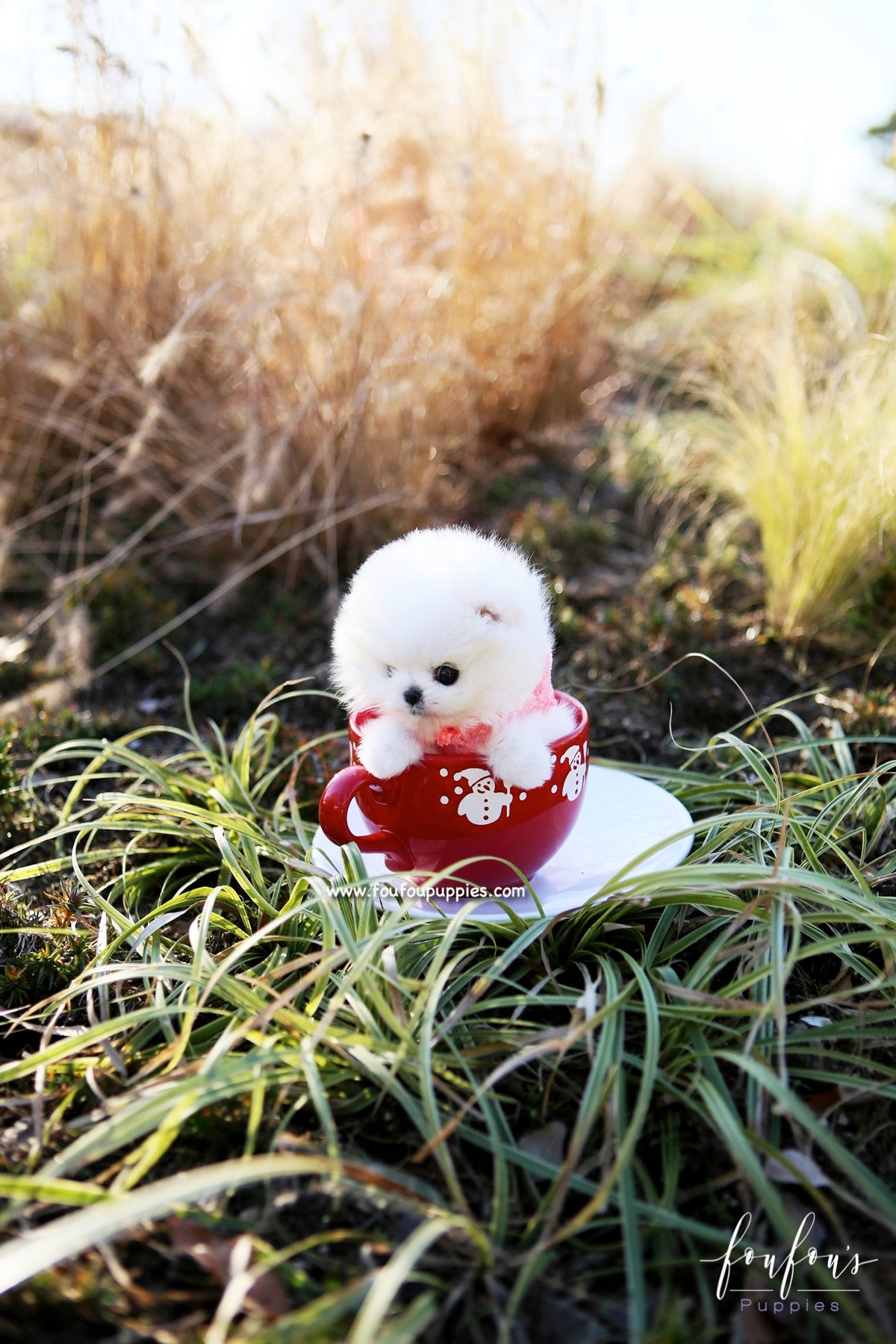 Gigi - Pomeranian F.