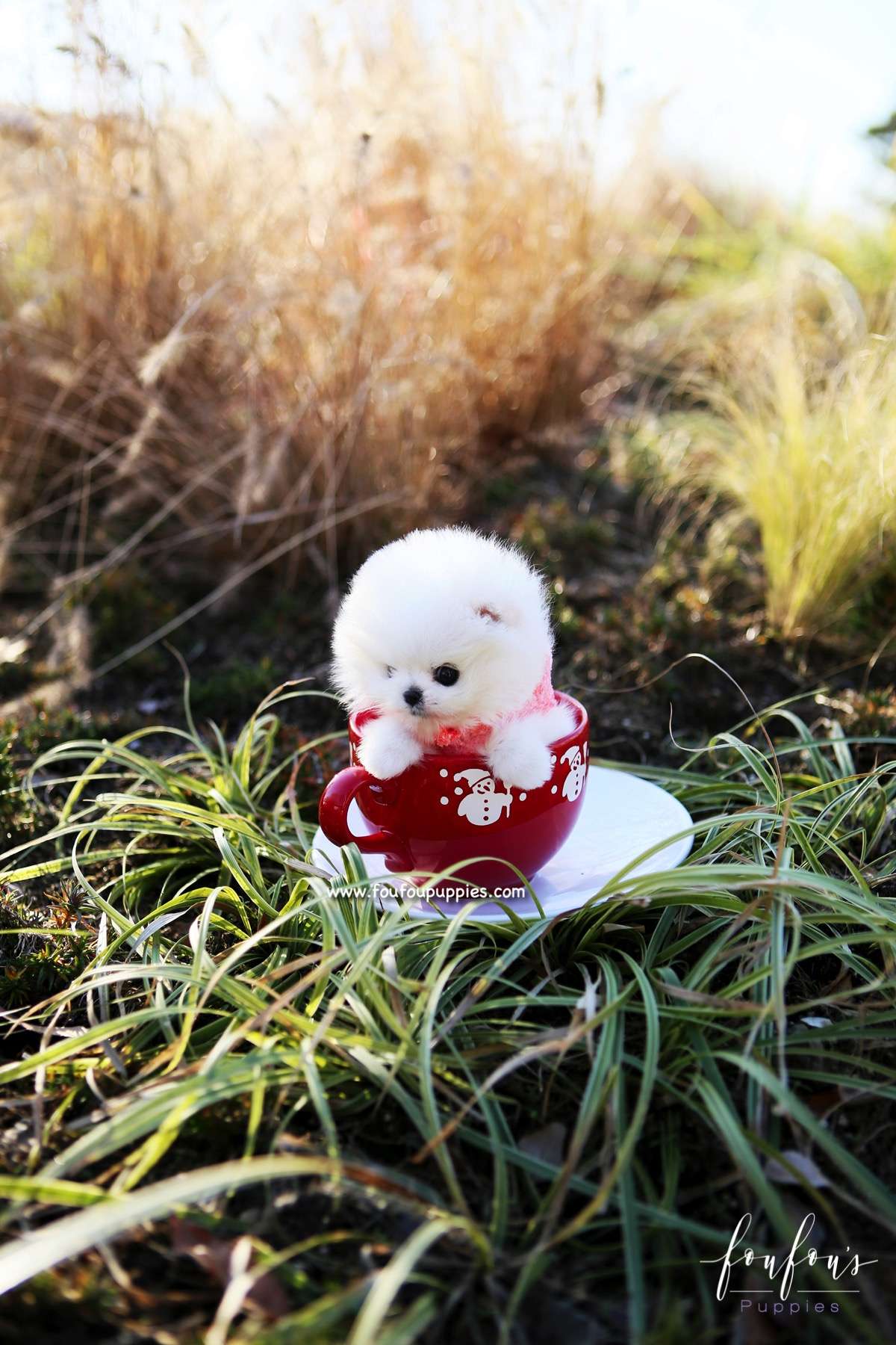 Gigi - Pomeranian F.