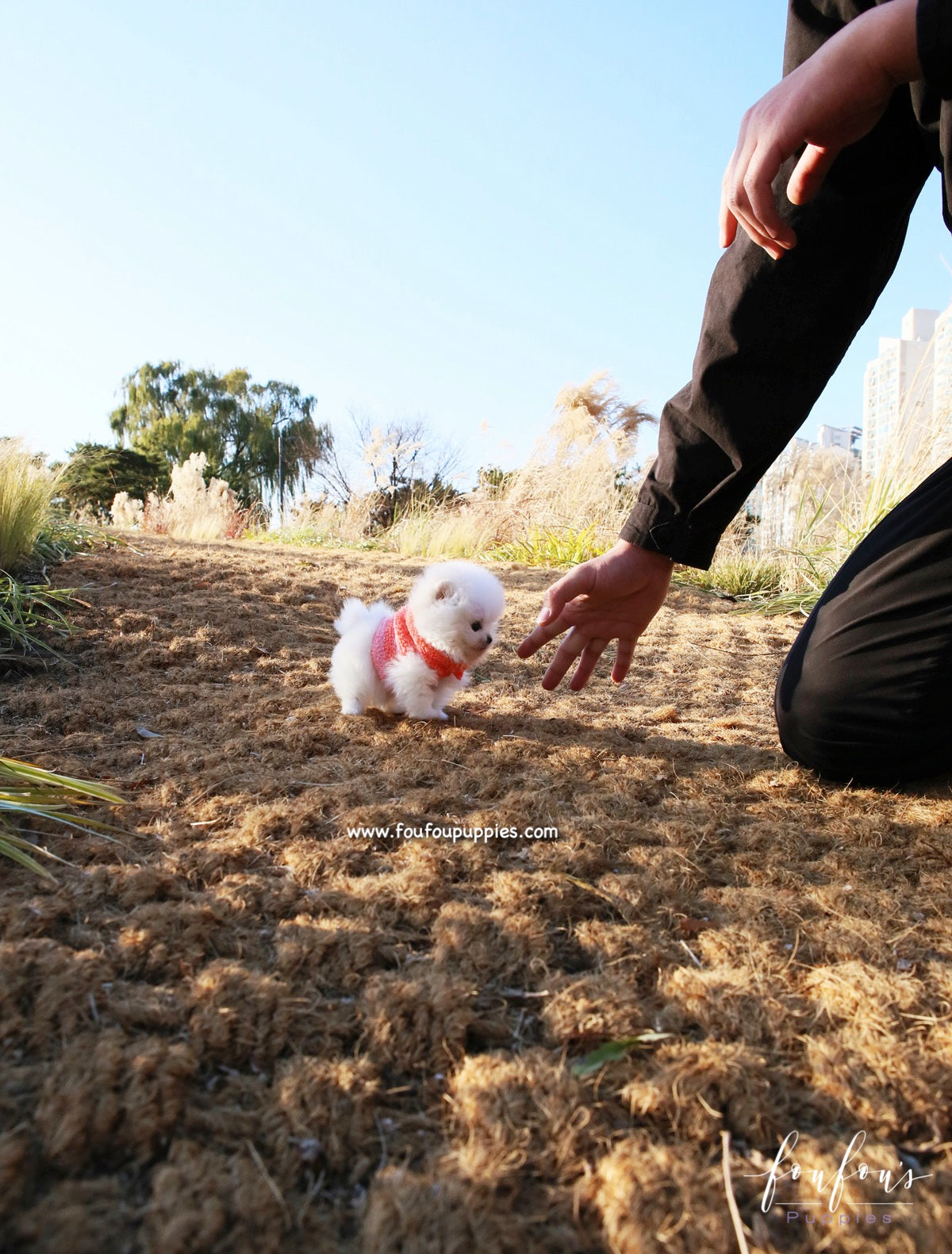 Gigi - Pomeranian F.