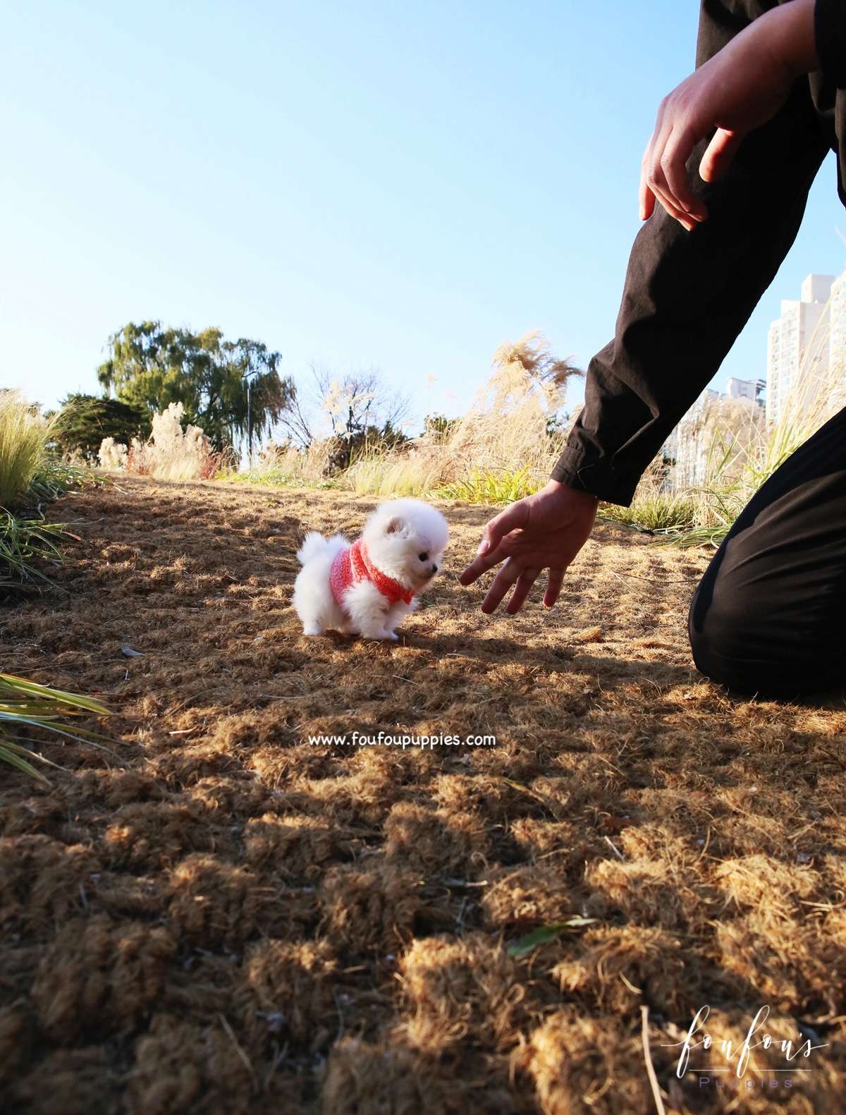 Gigi - Pomeranian F.