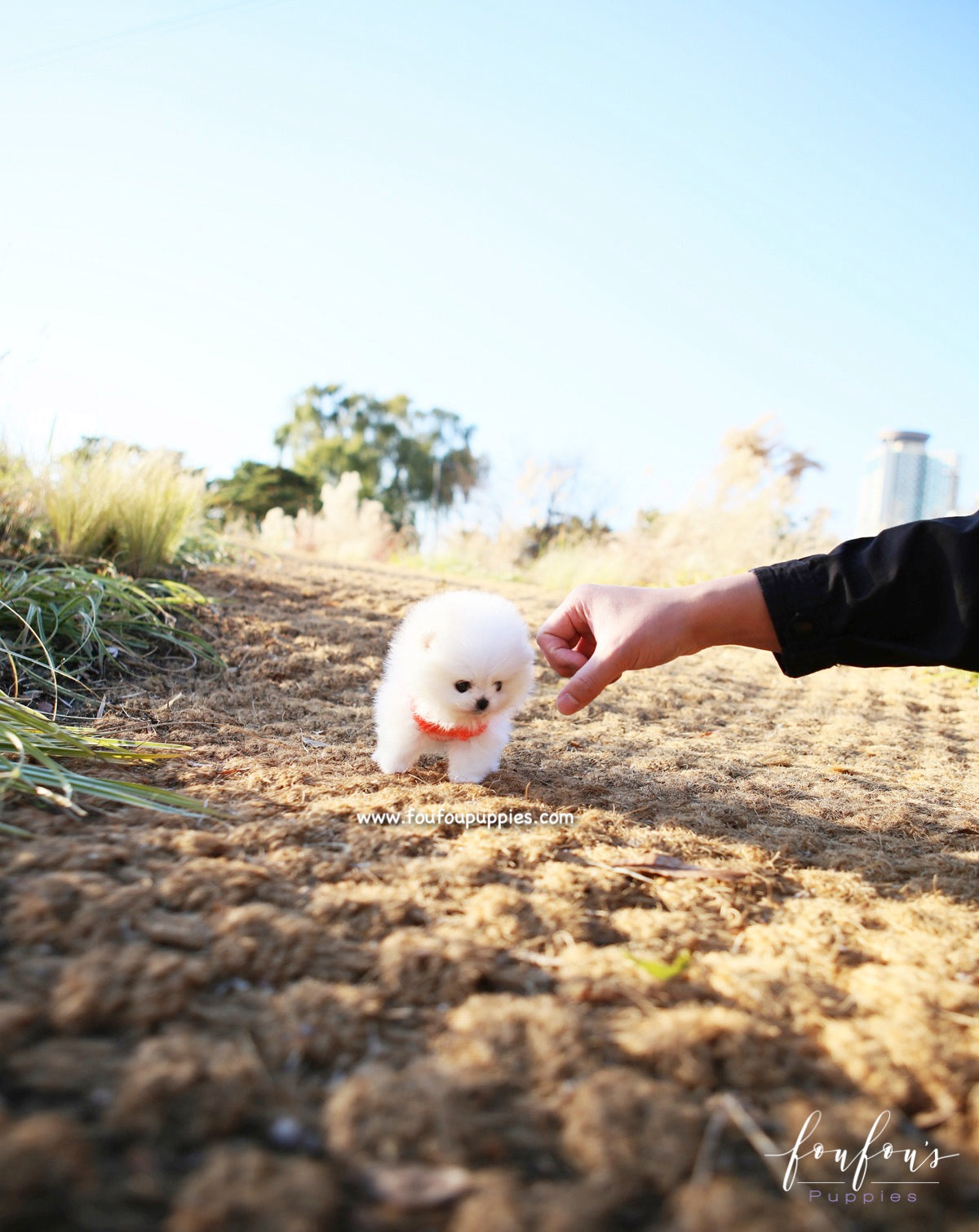 Gigi - Pomeranian F.