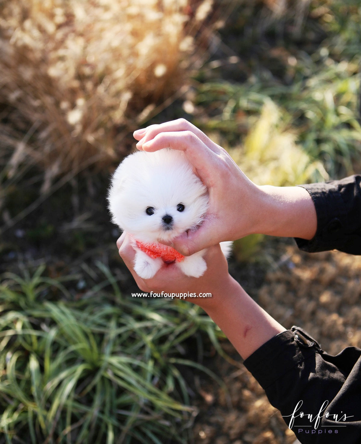 Gigi - Pomeranian F.