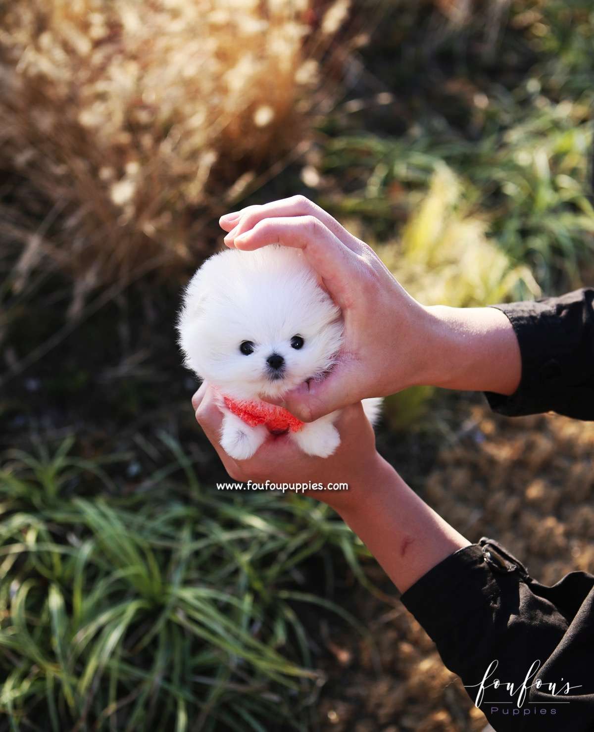Gigi - Pomeranian F.