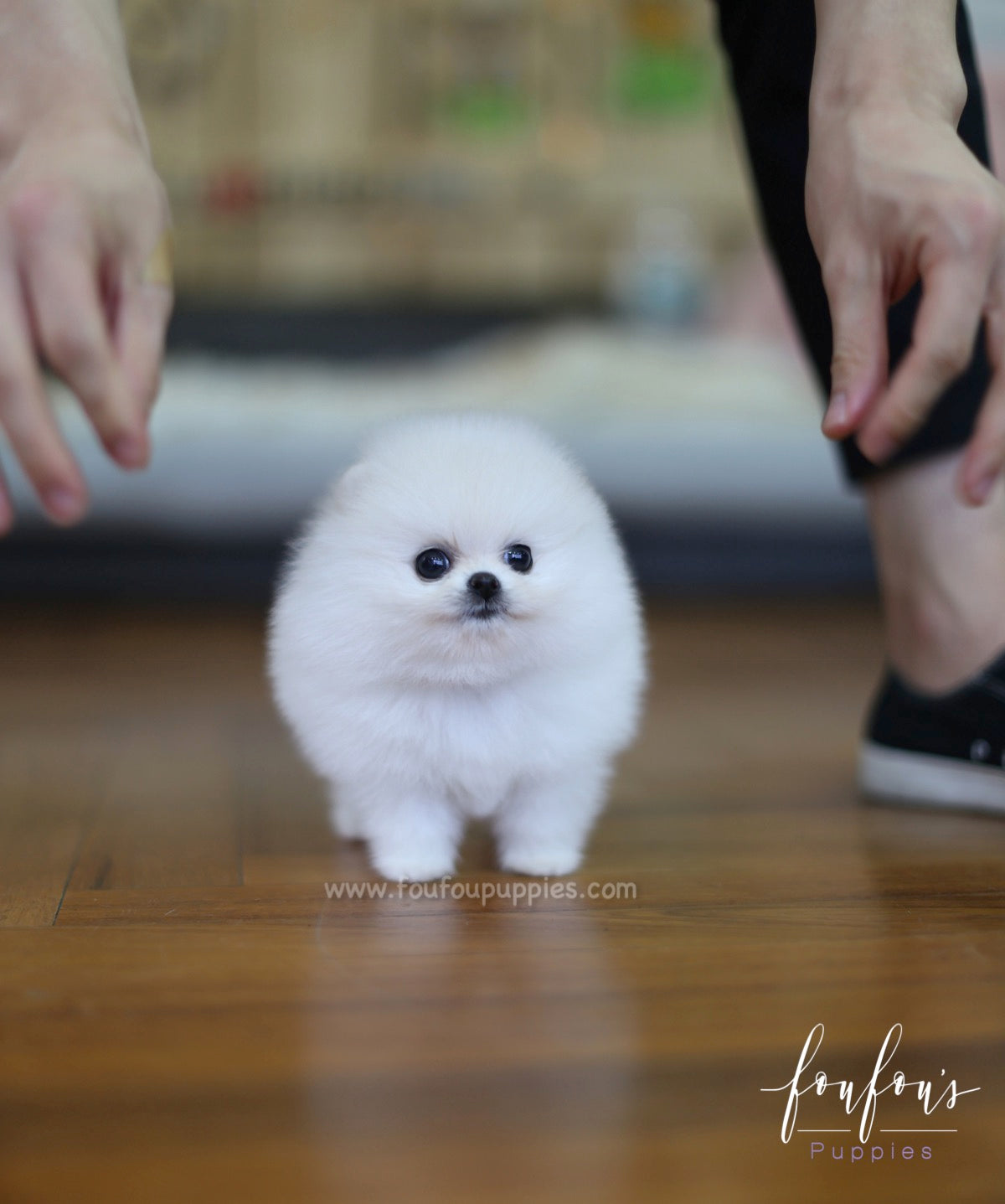 Cotton - Pomeranian F.