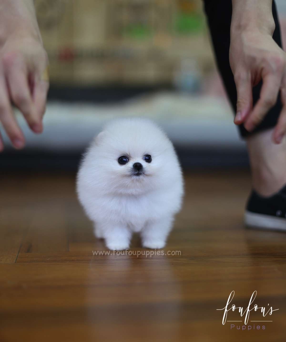 Cotton - Pomeranian F.