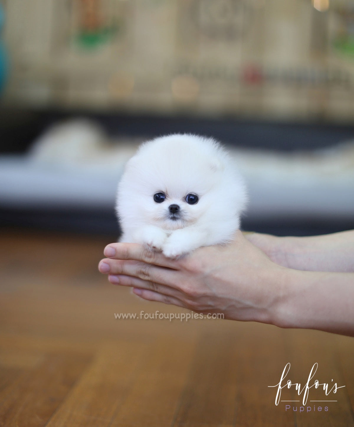Cotton - Pomeranian F.