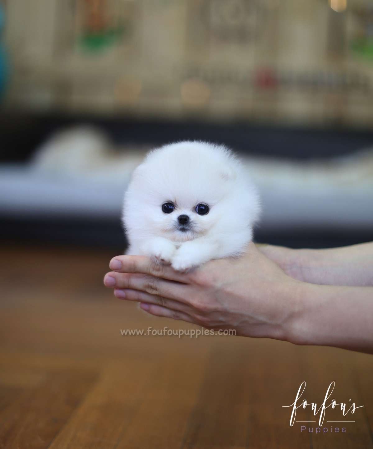 Cotton - Pomeranian F.